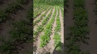 пропалола картошку