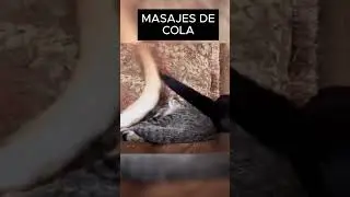La Última Moda de los Gatos