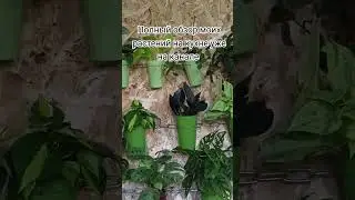 Обзор моих растений.часть 2.Моя коллекция.#plants #комнатныерастения #растения