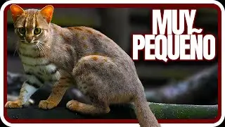 El felino más Grande y el más Pequeño de la tierra