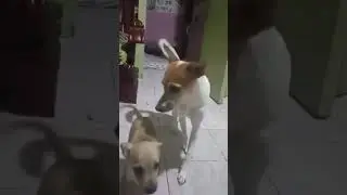 🦮🐶❤️