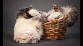 Интересные факты о домашних животных  Домашние животные видео Смешное о животных