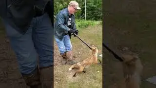 Trapper Releases Fox Unharmed! 