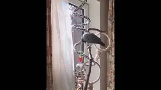 Попугай Жора болтун на даче
