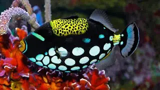 7 Pesce Esotici Che Sono Unici Al Mondo