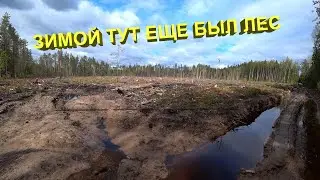 Седьмой день. Куда пропал лес?
