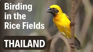 Birding Trip in Thailand, birds at Phetchaburi Rice Fields | Birding in Thailand