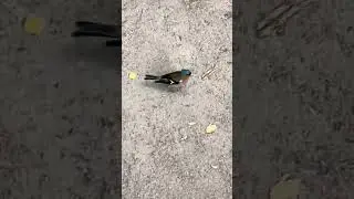 Парк СОСНОВКА 
