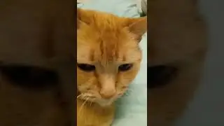 когда сунул голову в кусты