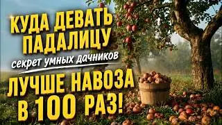 Don't Throw Away Fallen Apples! 3 Simple Fertilizers for the Garden Made from Windfalls