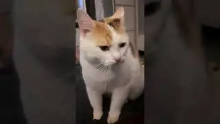 Милая Мила делает массаж