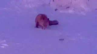 Зимник ванкор  кпп