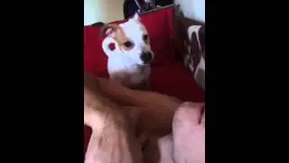 Джек Рассел поет