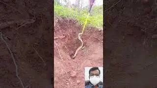 Viral Snake Video || 🔥🤯😱 #shorts #shortfeed #short