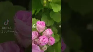 Селена Эрса