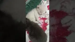 МАЛЕНЬКИЕ КОТЯТА НАЧИНАЮТ ИГРАТЬ #funny #animals #милые котята#cute