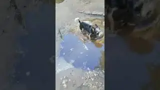 И снова мой поросенок на своём месте #биверйорк