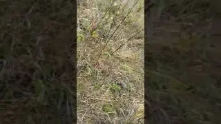 Охота в Подмосковье с собакой. Охота на фазана.