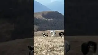 Happy dogs 🐶🐼🦊 #travel #avtotravel #dogstravel #dogs #elbrus
