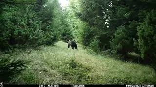 Eurasian brown bear (Ursus arctos)