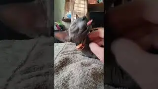 Кошка лижет воздух (без регистрации и смс)  #shorts #animals #funyanimals
