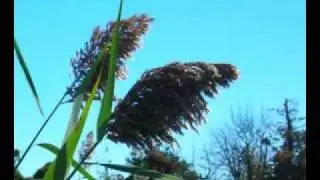 Eddie Shiffler Slow Wind