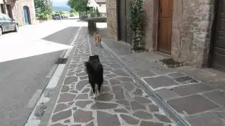 Perros chuecos... ¡Y chuscos!, por Linda Guacharaca