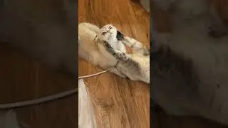 Домик Лелика часть 1