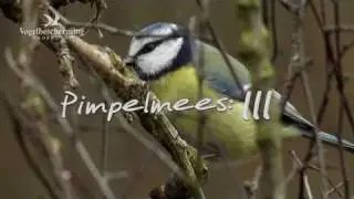 Vogelbescherming Nederland Tuinvogeltelling 2011
