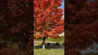 The Sugar Maple! A gorgeous tree in the fall!