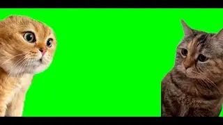 Cat talking meme Green Screen HD