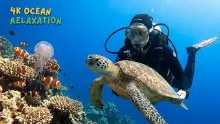 4k ocean video | 4k ultra hd | underwater 4k | ocean fish | ocean life | water | 4k | water