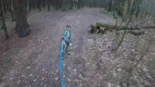 Наши утренние пробежки 😁! Каникросс. Хаски.