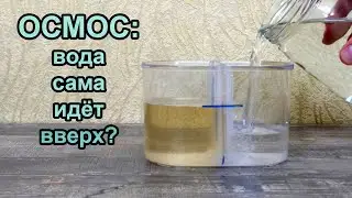 Осмос: вода сама идёт вверх?