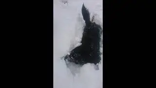 Боня притаптывает снег в лесу на Залесской ))