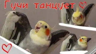 Гучи танцует! / Попугай корелла танцует!
