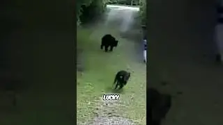 People with the MAXIMUM Level of Luck! #funny #lucky #moments
