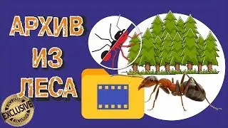 Ants. Unique archival footage shot in the forest.