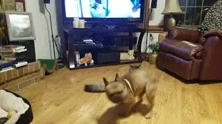 Bruno vs. Tigger 2