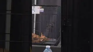 Let me out now! Need to be entered in Best of Show. Loving Cats Worldwide Show in Toronto.