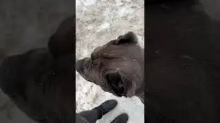 Троя съесть Йорк хотел 🤣