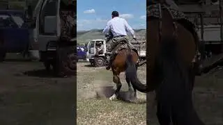 #лошади