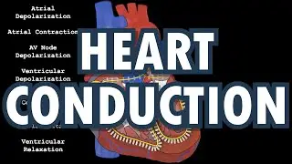 Easy EKG Part 1 (Heart Conduction)