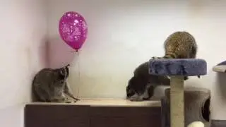 Еноты и воздушный шарик