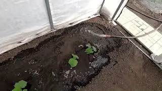 Поливаю огурцы 16 июня