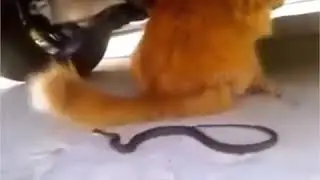 Кото троллит змею