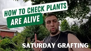 How to Check if a Plant is Alive? Saturday Graft in the Garden.