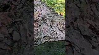 Fotografische Jagd auf kleine Insekten