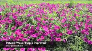 Petunia Wave 'Purple Improved'