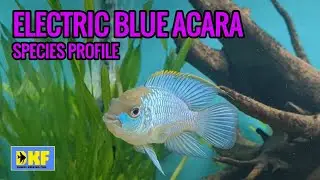 ELECTRIC BLUE ACARA SPECIES PROFILE